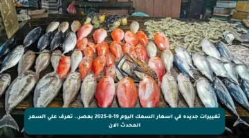 تغييرات جديدة في أسعار السمك اليوم 19-8-2025 بمصر.. تعرف على السعر المحدث الآن
